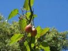 Solanum betaceum